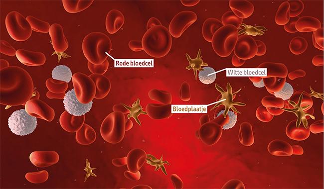 Geweldig Tientallen rand Bloedplaatjes (Trombocyten) - Wat doen Bloedplaatjes? - Bloedcellen.nl